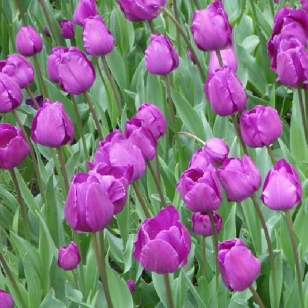 35 x Tulpe 'Negrita'