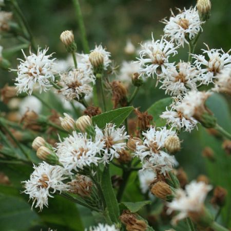 Neuengland-Eisenkraut 'White Lightning'