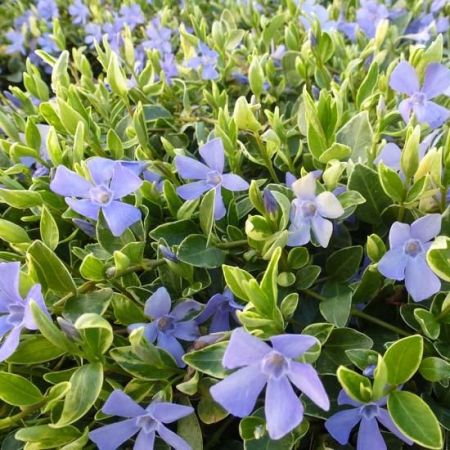 Jungfernkraut Immergrün 'Aureovariegata'