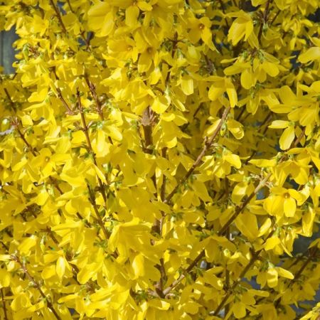 Forsythie