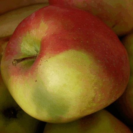 Apfel 'Gloster'