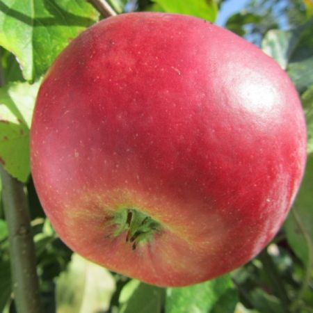 Apfel 'Radoux' RGF