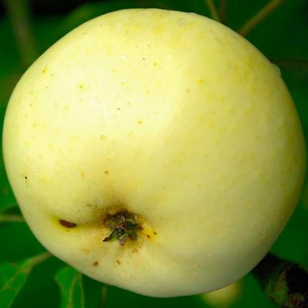 Apfel 'Transparent Blanche'