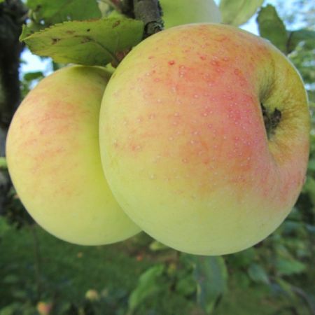 Apfel 'Transparente de Croncels'