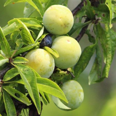 Pflaume 'Reine Claude Crottée'