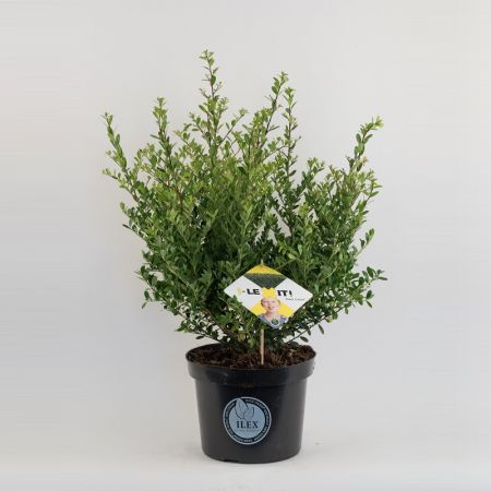 Löffel-Ilex 'Dark Green'