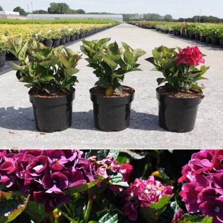 Gartenhortensie 'Merveille Sanguinea'