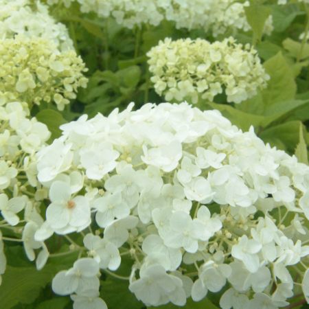 Hortensie 'Annabelle' 20-30cm