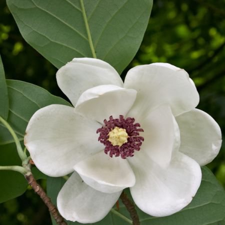 Siebolds Magnolie