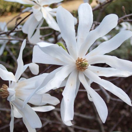 Sternmagnolie