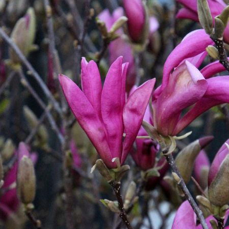 Magnolie 'Susan'