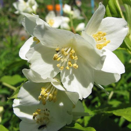 Duftjasmin