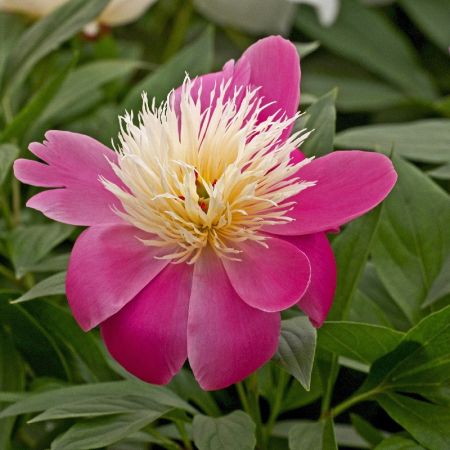 Pivoines