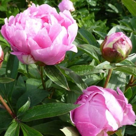 Pivoines