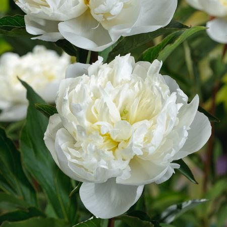 Pivoines
