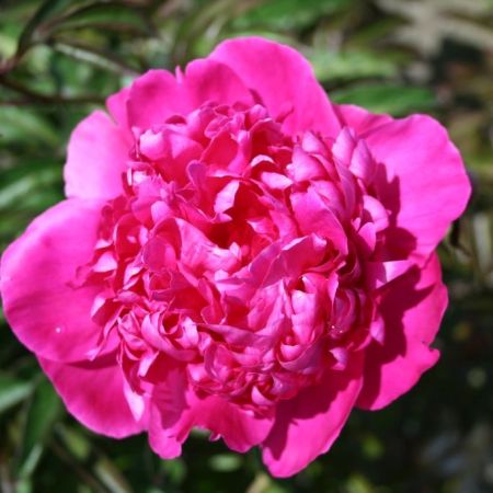 Pivoines