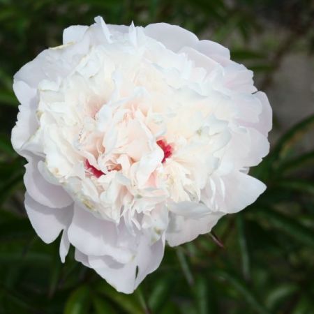 Pivoines