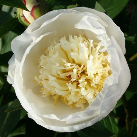 Pivoines