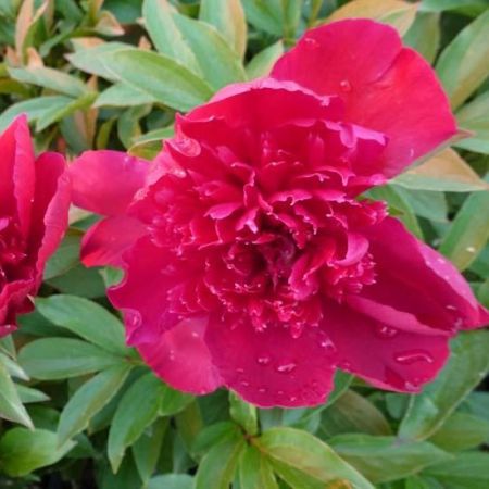 Pivoines