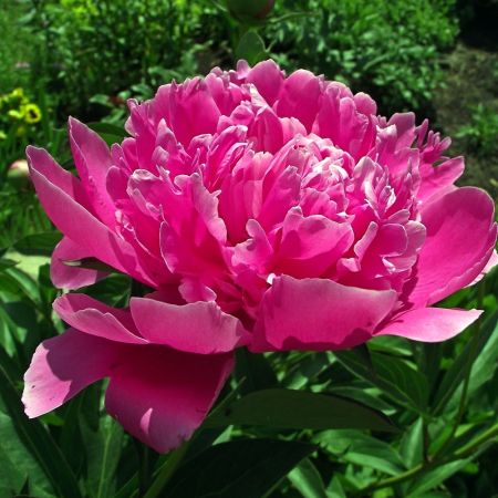 Pivoines
