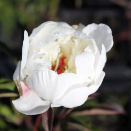 Pivoines
