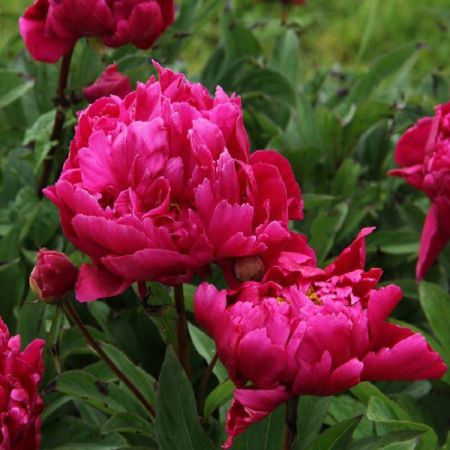 Pivoines
