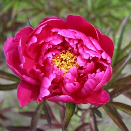 Pivoines