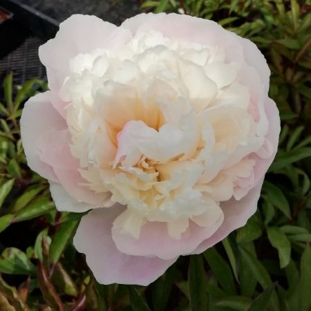 Pivoines