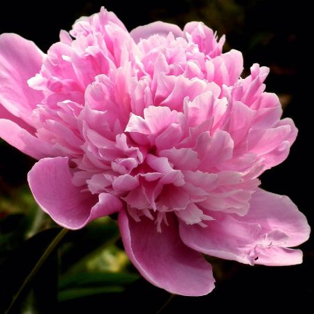 Pivoines