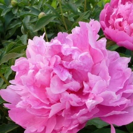 Pivoines
