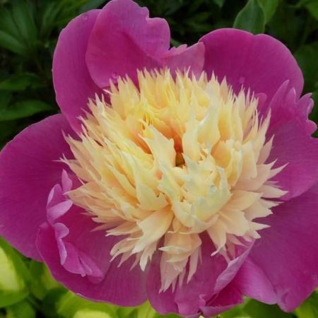 Pivoines