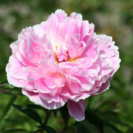 Pivoines