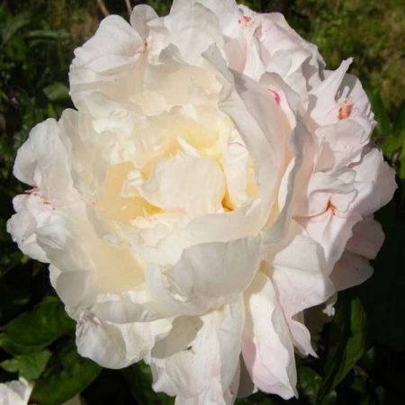 Pivoines