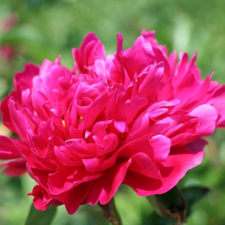 Pivoines