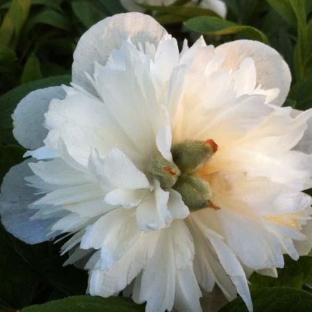 Pivoines