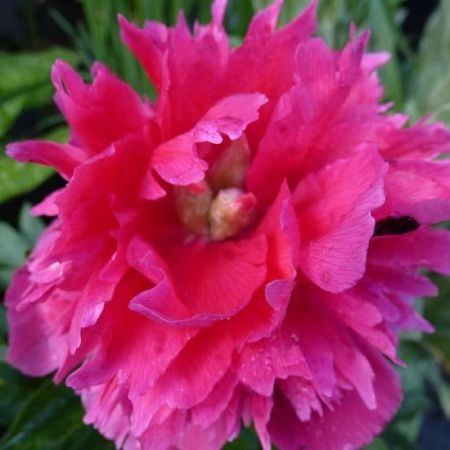 Pivoines