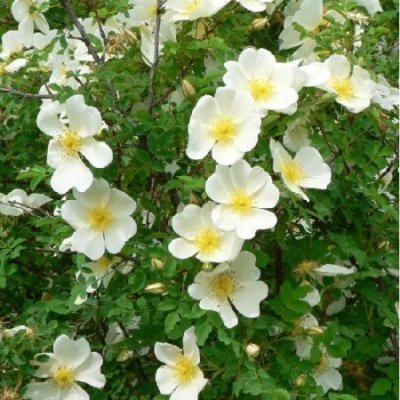 Pimpinell-Rose