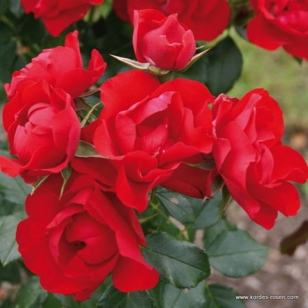 Rose 'Black Forest'