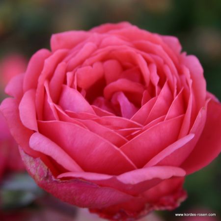 Rose 'Garten Princess Marie José'®