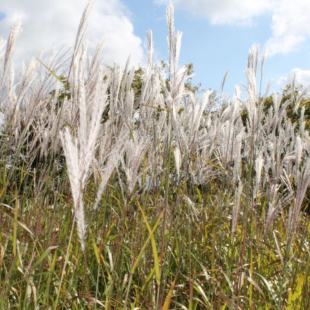 Chinaschilf ‘Silberfeder’