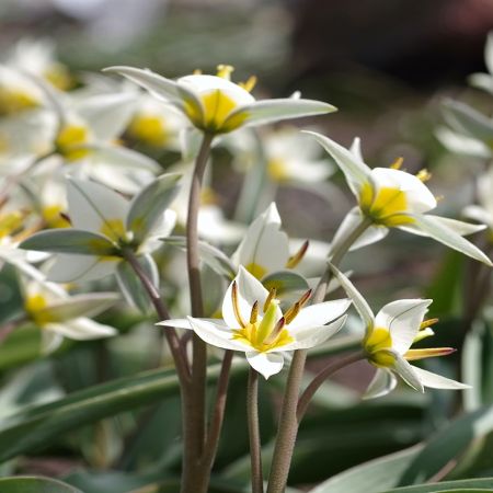 50 × Turkestan-Tulpen