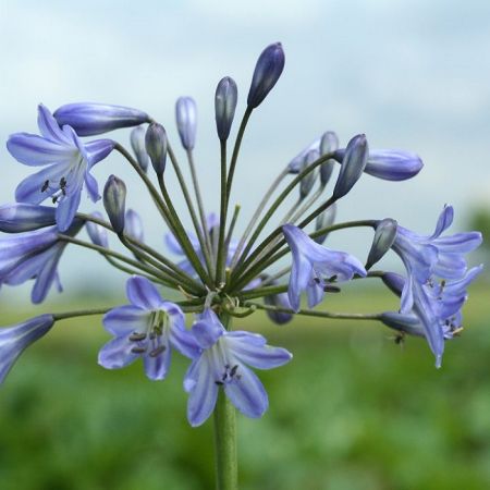 Afrikanische Schmucklilie 'Blue Triumphator'