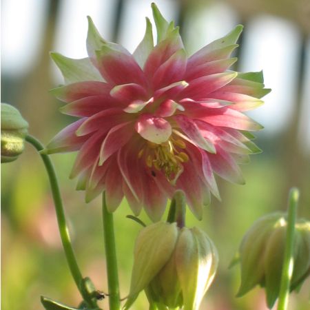 Langspornige Akelei 'Nora Barlow'