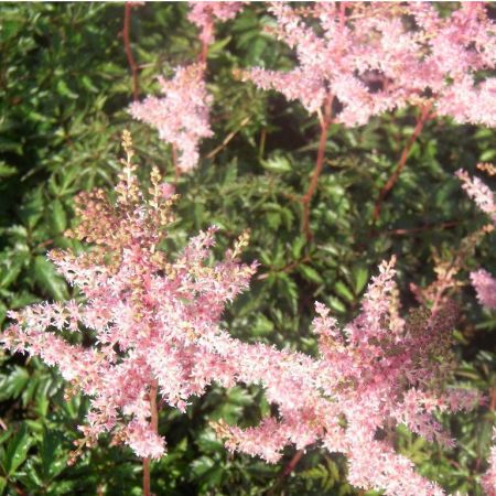 Kahle Prachtspiere 'Hennie Graafland'