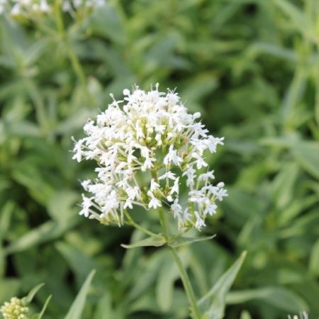 Weißblühende Spornblume  'Albus'