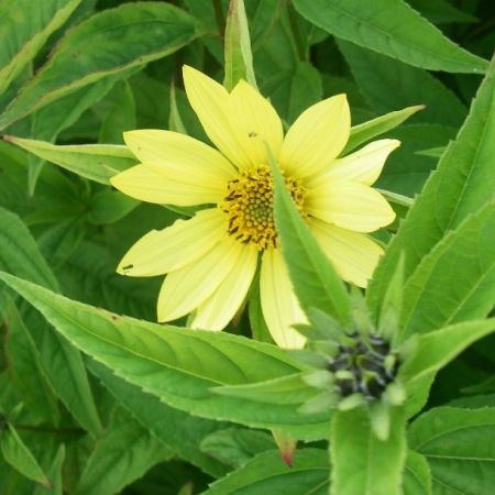 Kleinblumige Sonnenblume 'Lemon Queen'