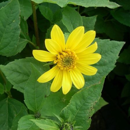 Stauden Sommerblume  ‘Capenoch Star’
