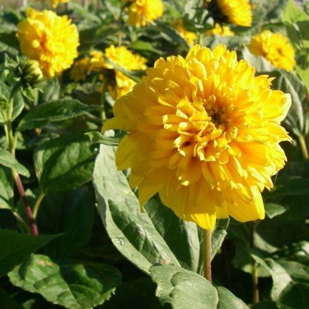 Stauden Sonnenblume ‘Soleil d’or’