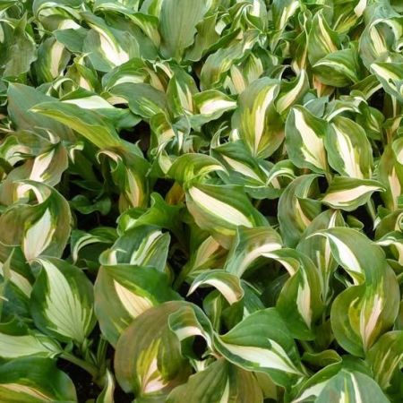 Weissblatt Funkie  'Mediovariegata'
