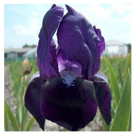 Schwertlilie 'Black Knight'